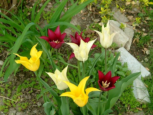 Flowers 2004 1