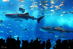 whale sharks in Okinawa aquarium