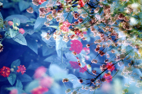 Cherry blossom & Lantana