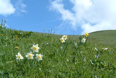 Flowers - Daffodils 127