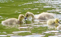 Goslings in the Lake