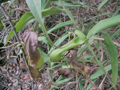Nepenthes gracilis (prob)