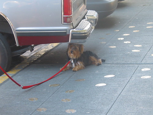 dog chilling under car