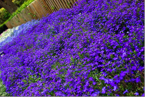 Blue Carpet of Flowers