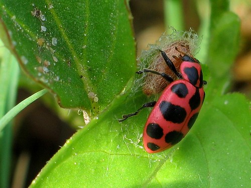 Pink spotted lady bug