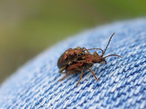 Beetles mating on my knee