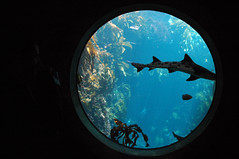 Monterrey Aquarium 13