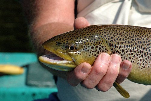 Brown Trout caught by Dad