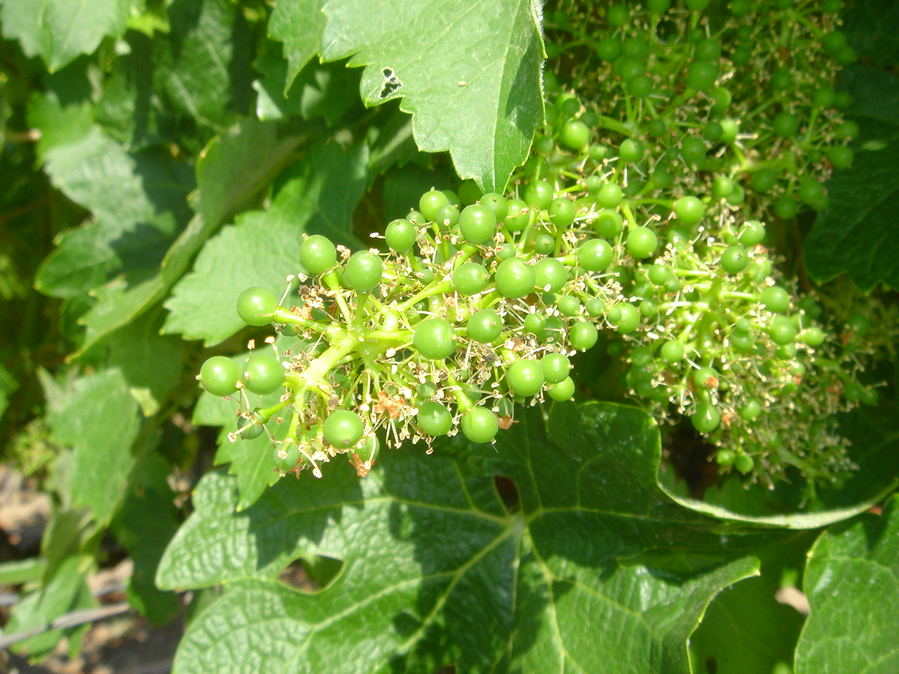 grapes_after_flowering
