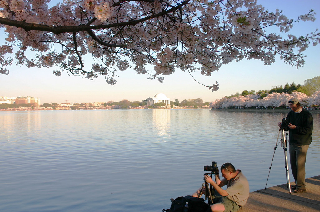 Cherry Trees and Photographers
