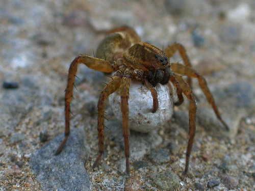 Female Wolf spider with egg sac