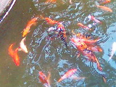 fishes2