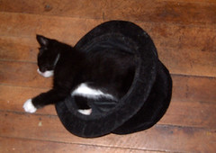 kitten in hat