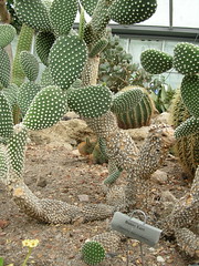 Bunny Ears Cactus